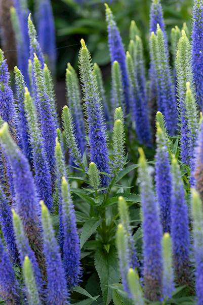 Veronica spicata Ulster Blue Dwarf C1,5