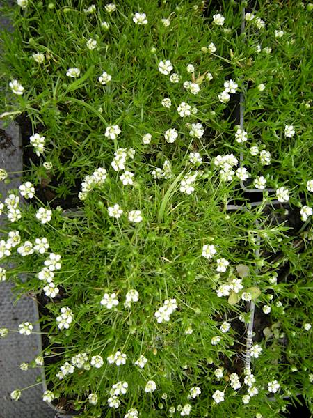 Sagina subulata Green Moss p9