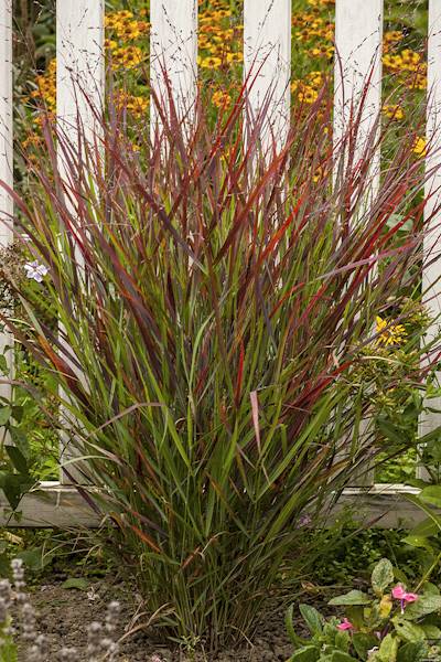 Panicum virgatum Sangria ® p11