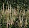 Veronicastrum virginicum Roseum C1,5