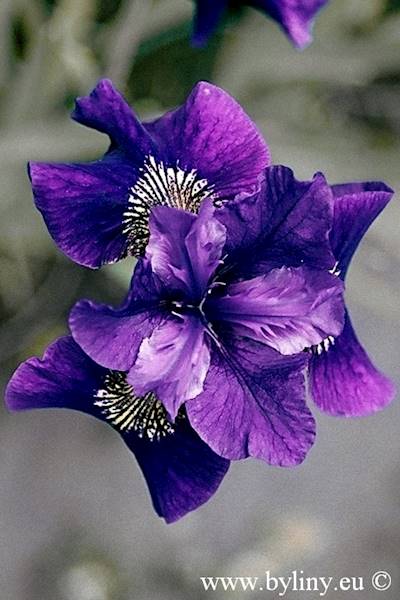 Iris sibirica Raffled Velvet C1,5