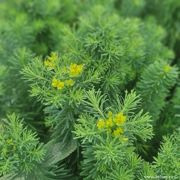 Euphorbia deflexa C1,5