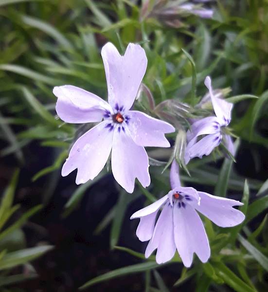 Phlox (S) Spring ®  Blue p9