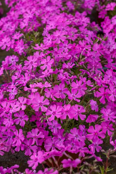 Phlox (S) Spring ®  Purple p9