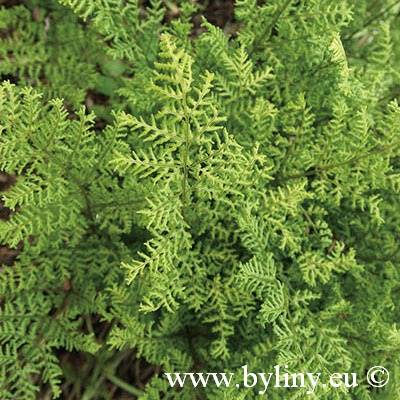 Dryopteris austriaca Lepidota Cristata p9
