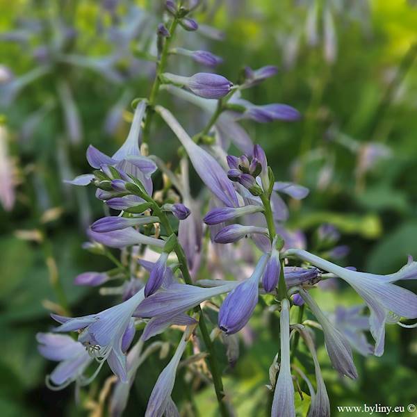 Hosta plantaginea zielona C2
