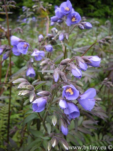Polemonium Heaven Scent ® C2