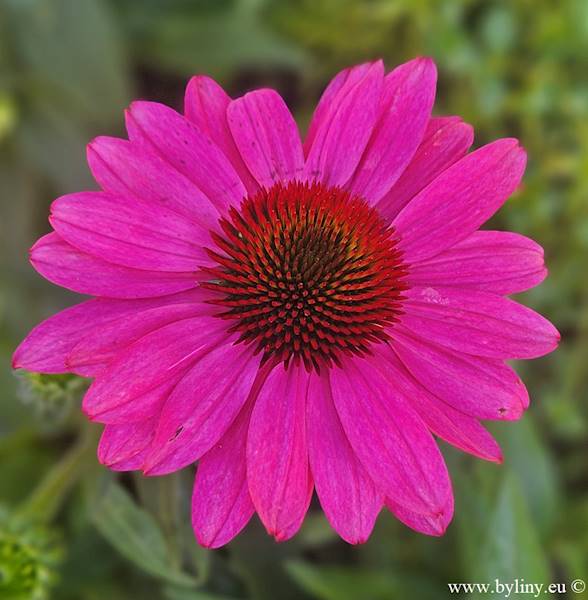 Echinacea PollyNation Magenta ® C1,5