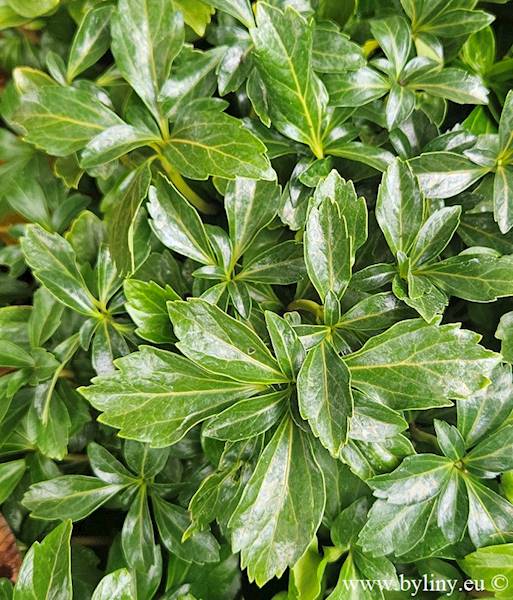 Pachysandra terminalis Green Sheen p9