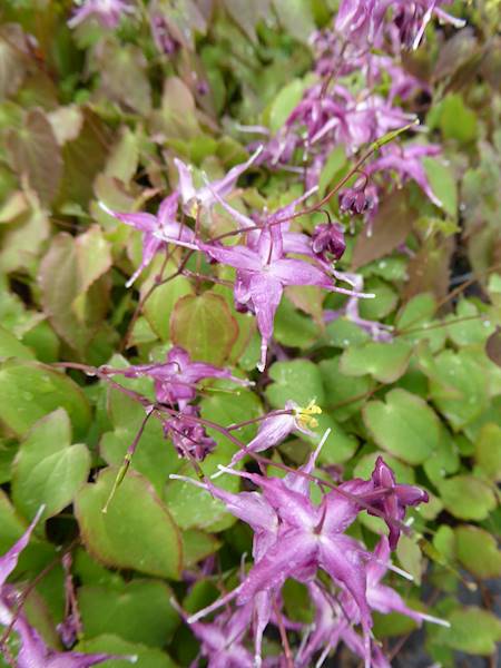 Epimedium grandiflorum Lilafee p11