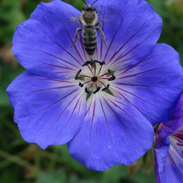 Geranium hybridum Rozanne ® p11