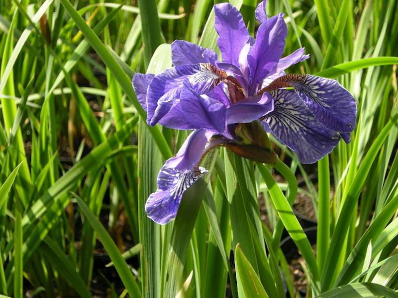 Iris sibirica Caesar's Brother C1,5