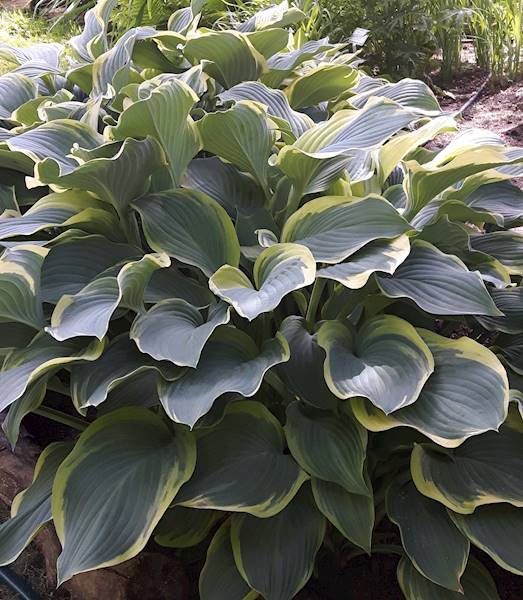 Hosta Regal Splendor C1,5