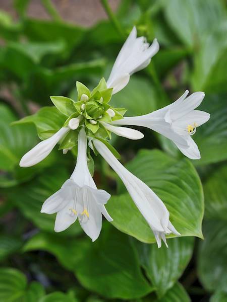 Hosta plantaginea Grandiflora C1,5