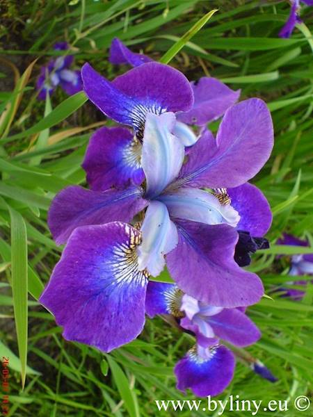 Iris sibirica Roanoke's Choice C1,5