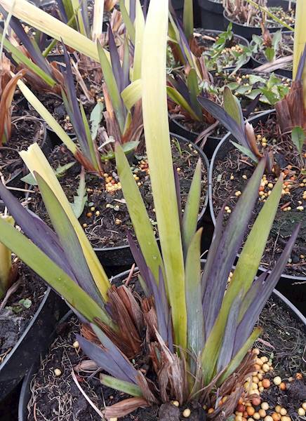 Iris versicolor C1,5