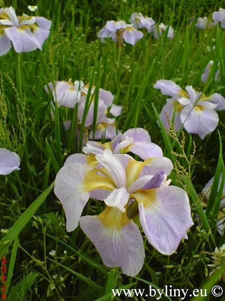 Iris sibirica Dance Ballerina Dance C1,5