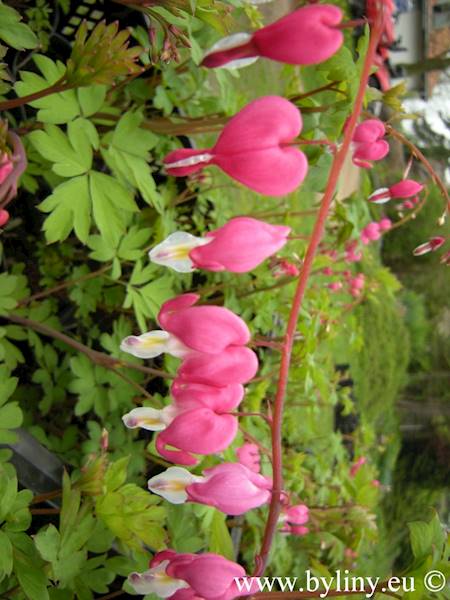 Dicentra spectabilis p11