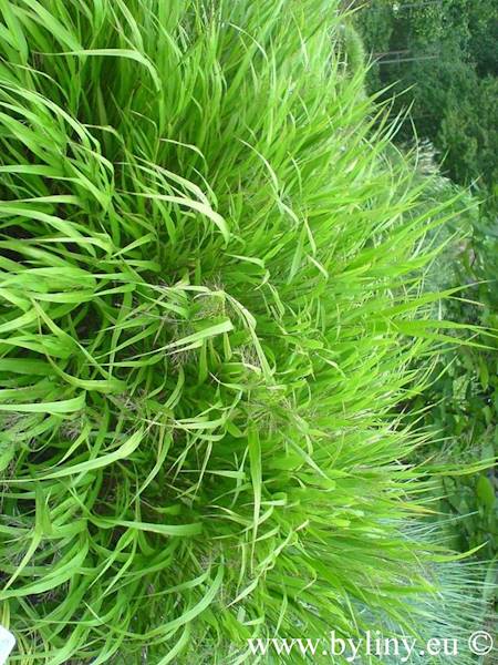Hakonechloa macra p11