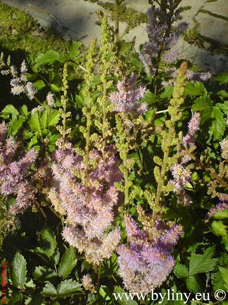 Astilbe chinensis Pumila C2