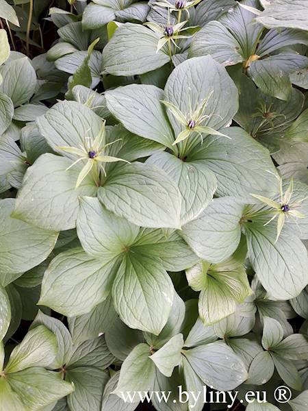 Paris quadrifolia C1,5