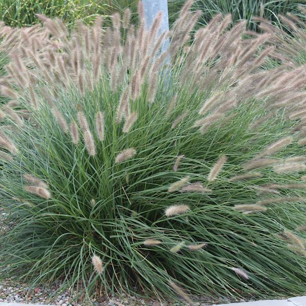 Pennisetum Lady U ® C3