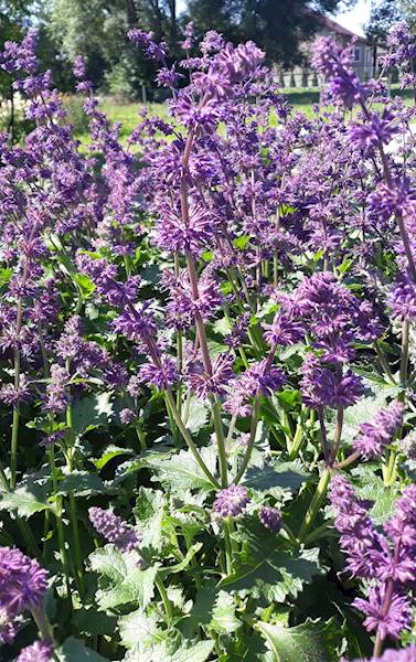 Salvia verticillata Purple Rain C3