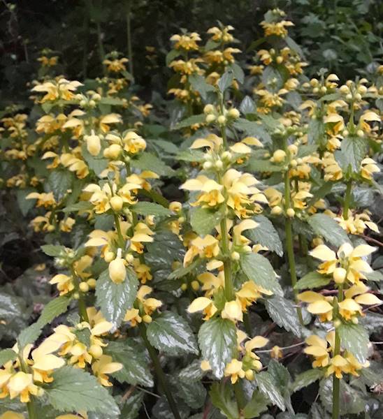 Lamium galeobdolon Variegatum C1,5
