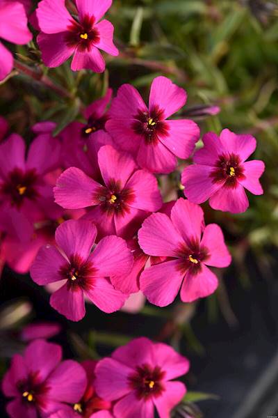 Phlox (S) Spring®  Scarlet p11