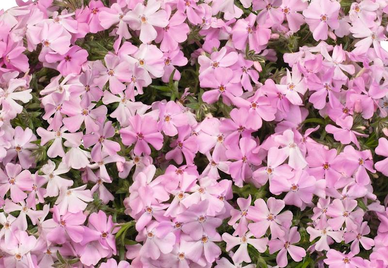 Phlox (S) Spring ®  Soft Pink p11