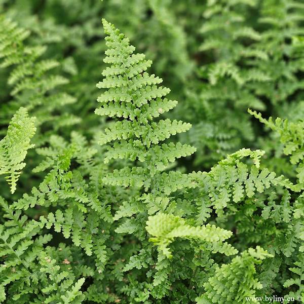 Dryopteris filix - mas Barnesii C1,5