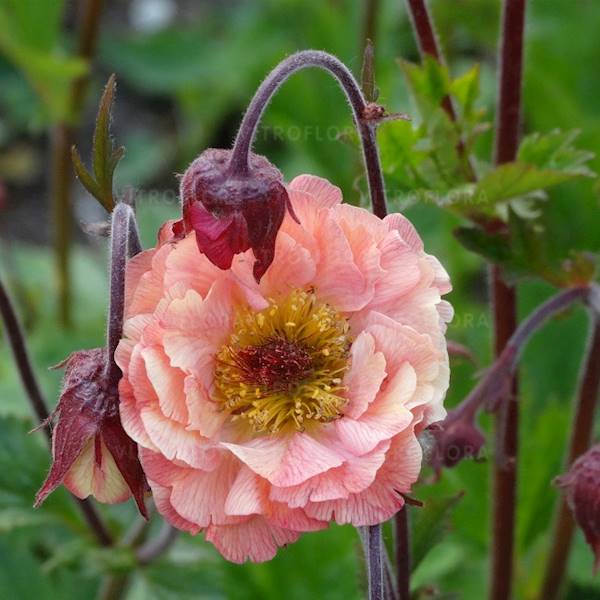 Geum boliviense Mai Tai ® C1,5