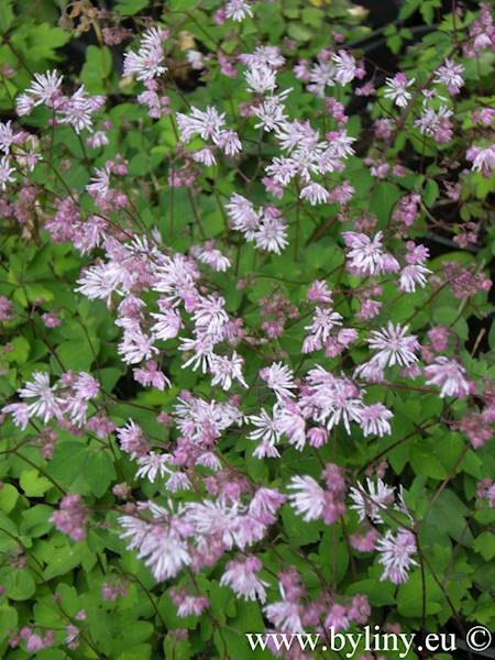 Thalictrum kiusianum p9