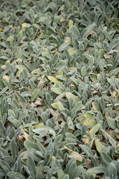 Stachys byzantina Olympica C1,5