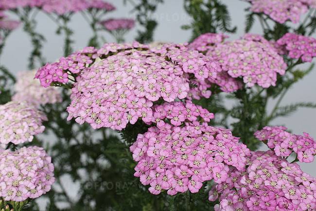 Achillea millefolium Appleblossom C1,5