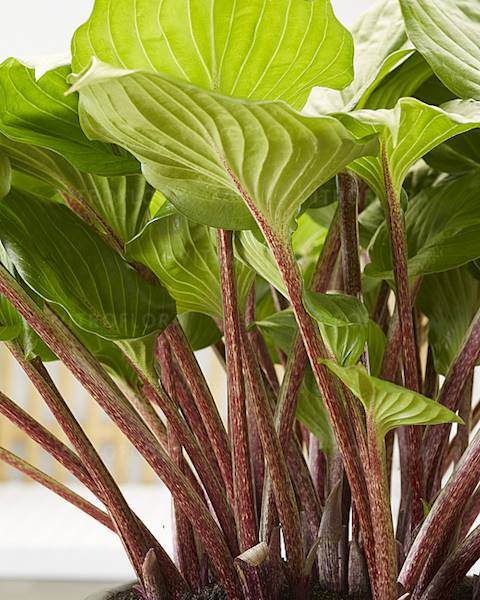 Hosta hybrida Goosberry Sundae C1,5