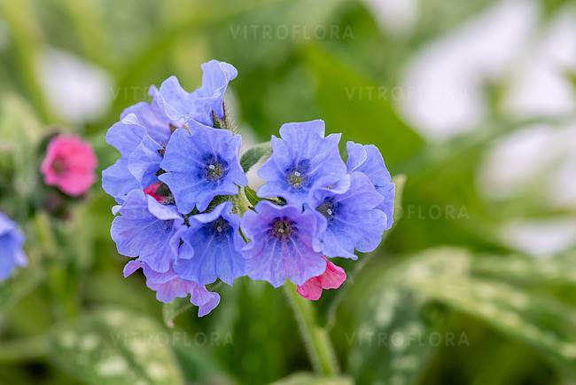 Pulmonaria hybrida Mona Blue ® C1,5