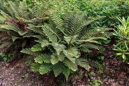 Polystichum polyblepharum C1,5