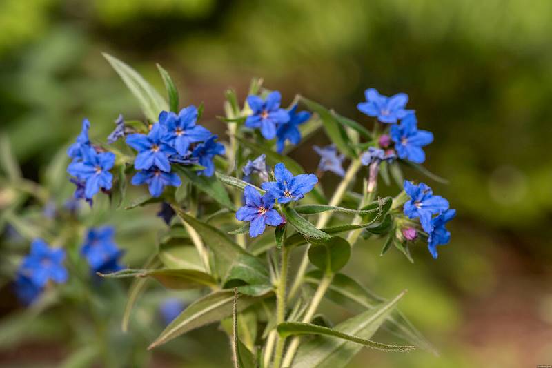 Buglossoides purpurocaerulea C1,5