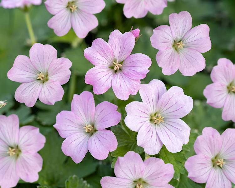 Geranium hybrida Dreamland ® p11