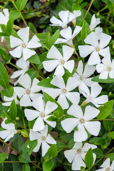 Vinca minor Alba p9