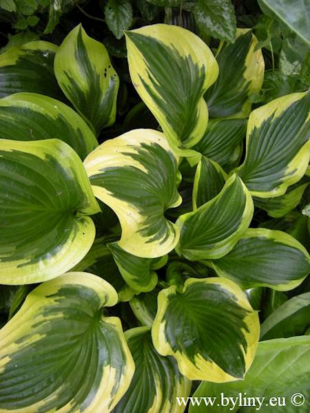 Hosta Queen Josephine C1,5
