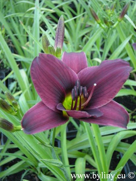 Hemerocallis Longfields Anwar C3