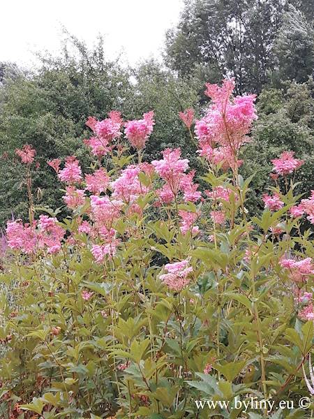 Filipendula rubra Venusta Magnifica C2