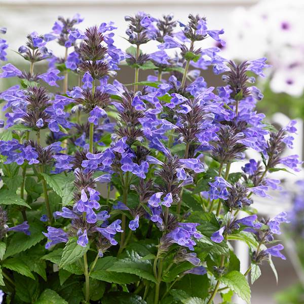 Nepeta kubanica Neptune ® C1,5