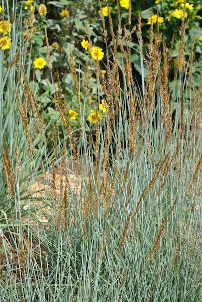 Sorghastrum JS Active Vulcano C2 C1,5