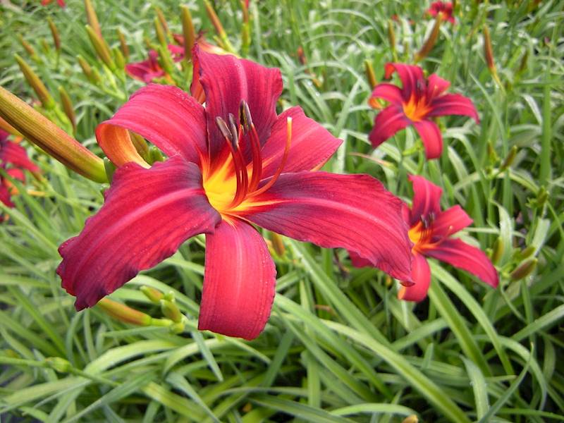 Hemerocallis Crimson Pirate C1,5