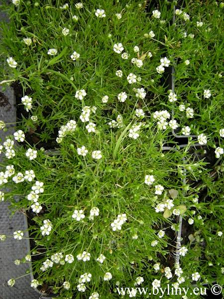 Sagina subulata p9