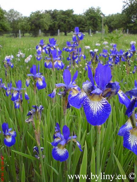 Iris sibirica C1,5 