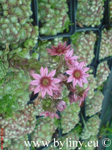 Sempervivum p9